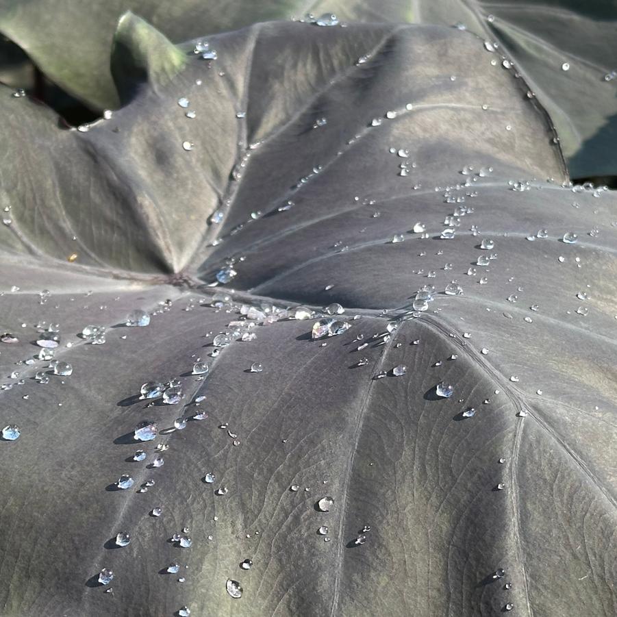 Colocasia x Black Swan