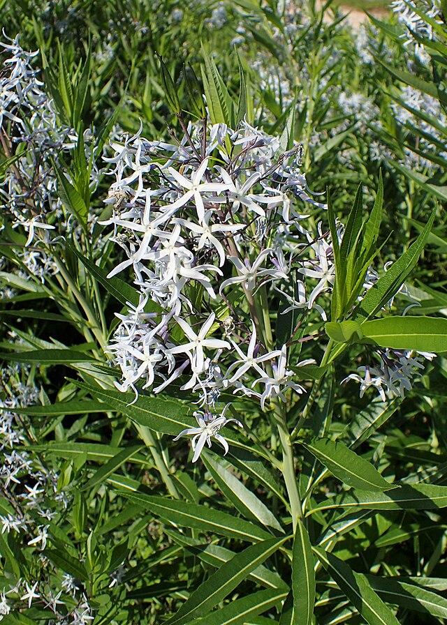 Amsonia illustris - Ozark Bluestar; Photo Credit: Krzysztof Ziarnek, Kenraiz