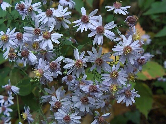 Aster cordifolius - Common Blue Wood Aster 