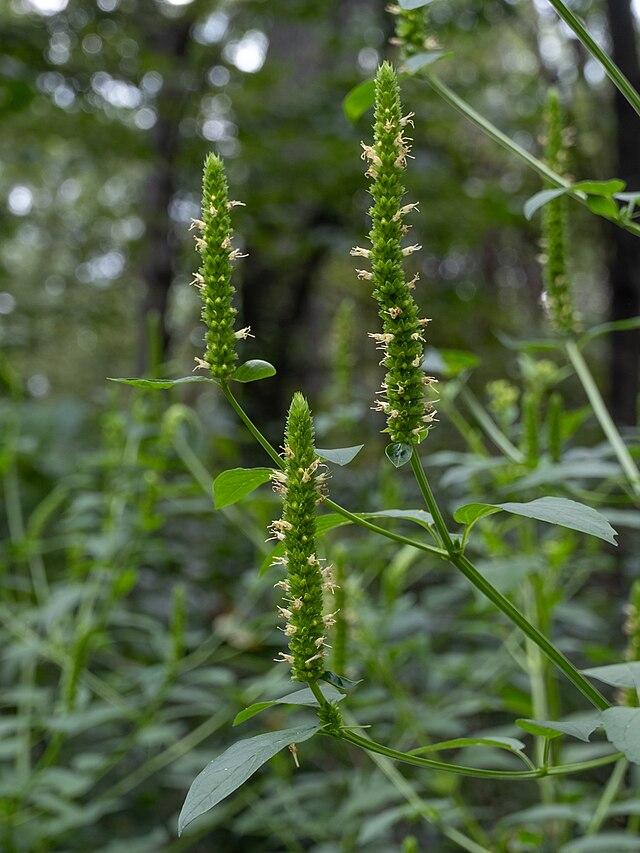 Agastache nepetoides - Giant Yellow Hyssop Photo Credit: Alex Abair