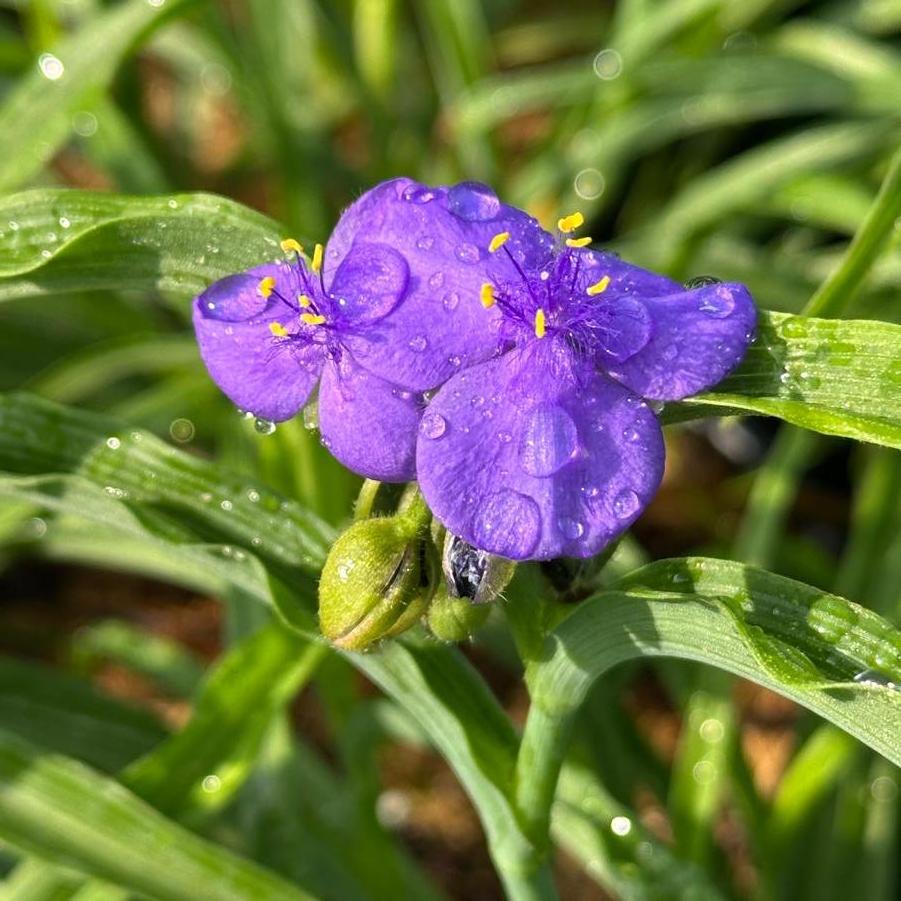 Tradescantia virginiana 