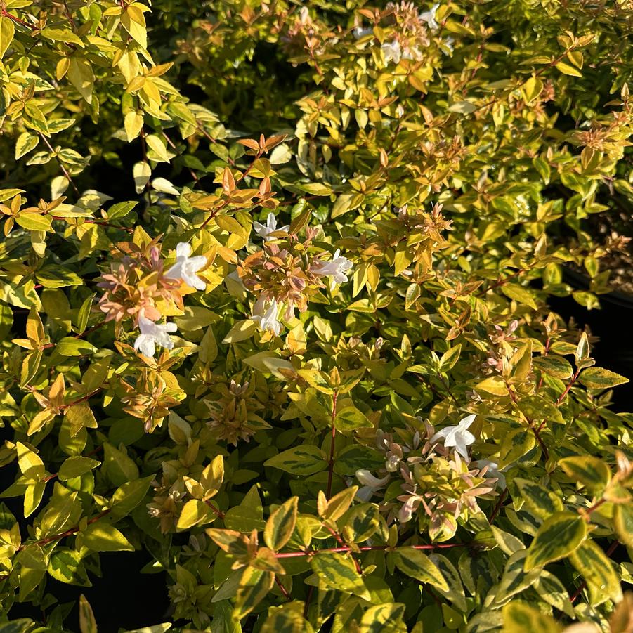 Abelia x grandiflora Kaleidoscope