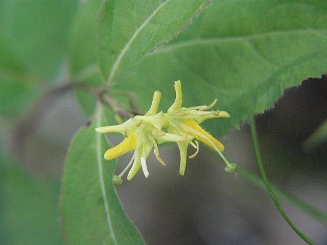 Diervilla lonicera - Northern Bush-honeysuckle 