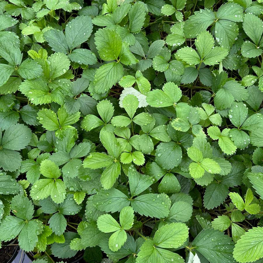 Fragaria virginiana 