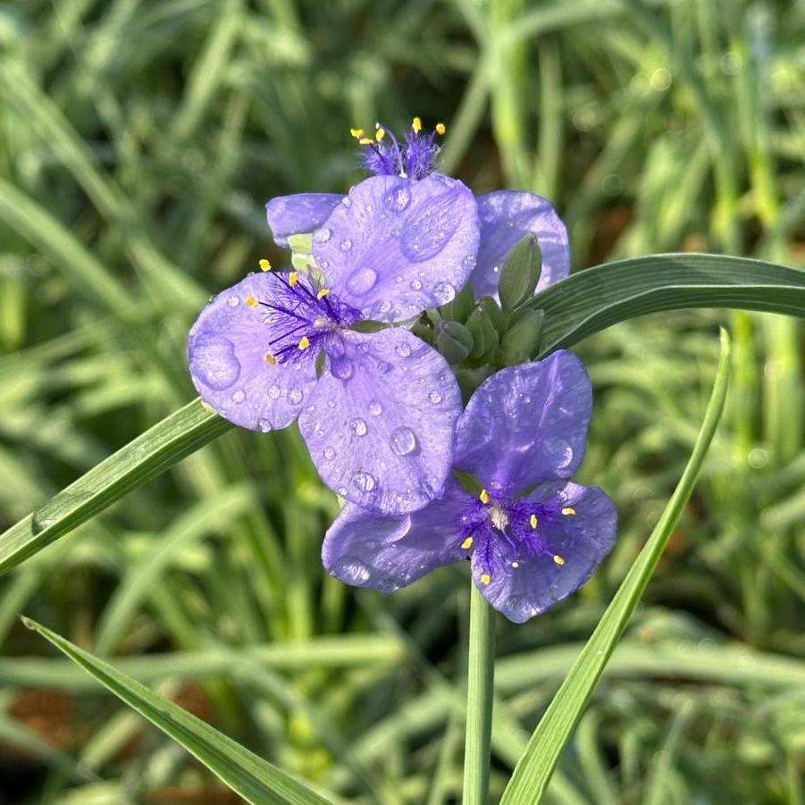 Tradescantia ohiensis 