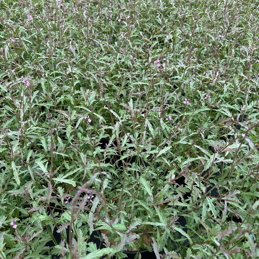 Verbena officinalis Bampton