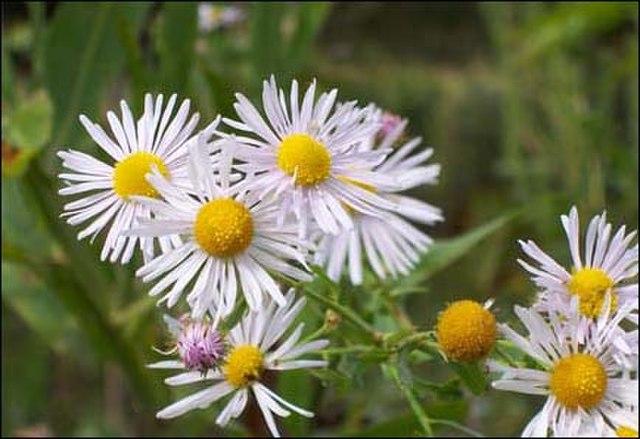 Boltonia asteroides - False Aster 