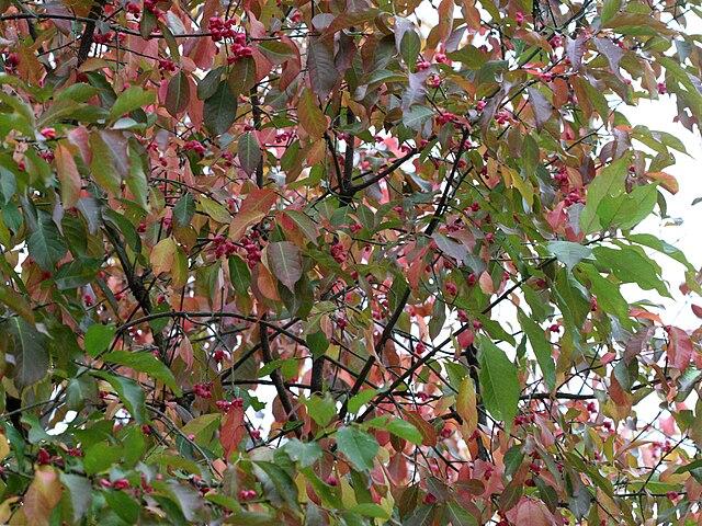 Euonymus atropurpureus - Eastern Wahoo 