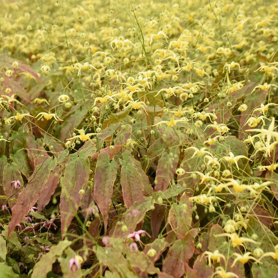 Epimedium x 'Woodland Elf' - Courtesy of Proven Winners - www.provenwinners.com
