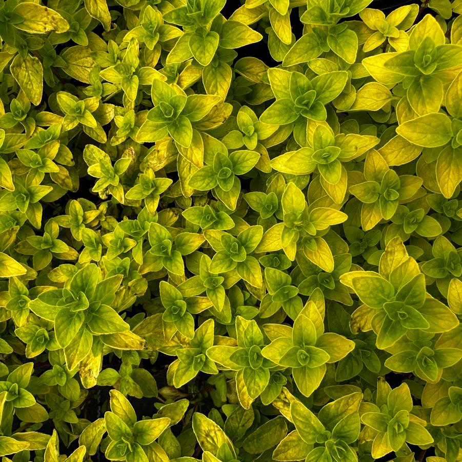Origanum x Gilt Trip