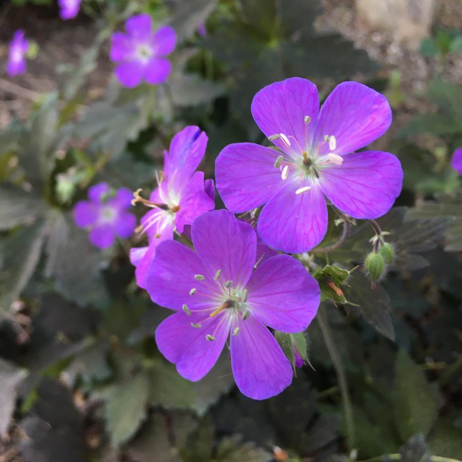 Geranium maculatum 'Dark Roast' - Photo Courtesy of North Creek Nurseries