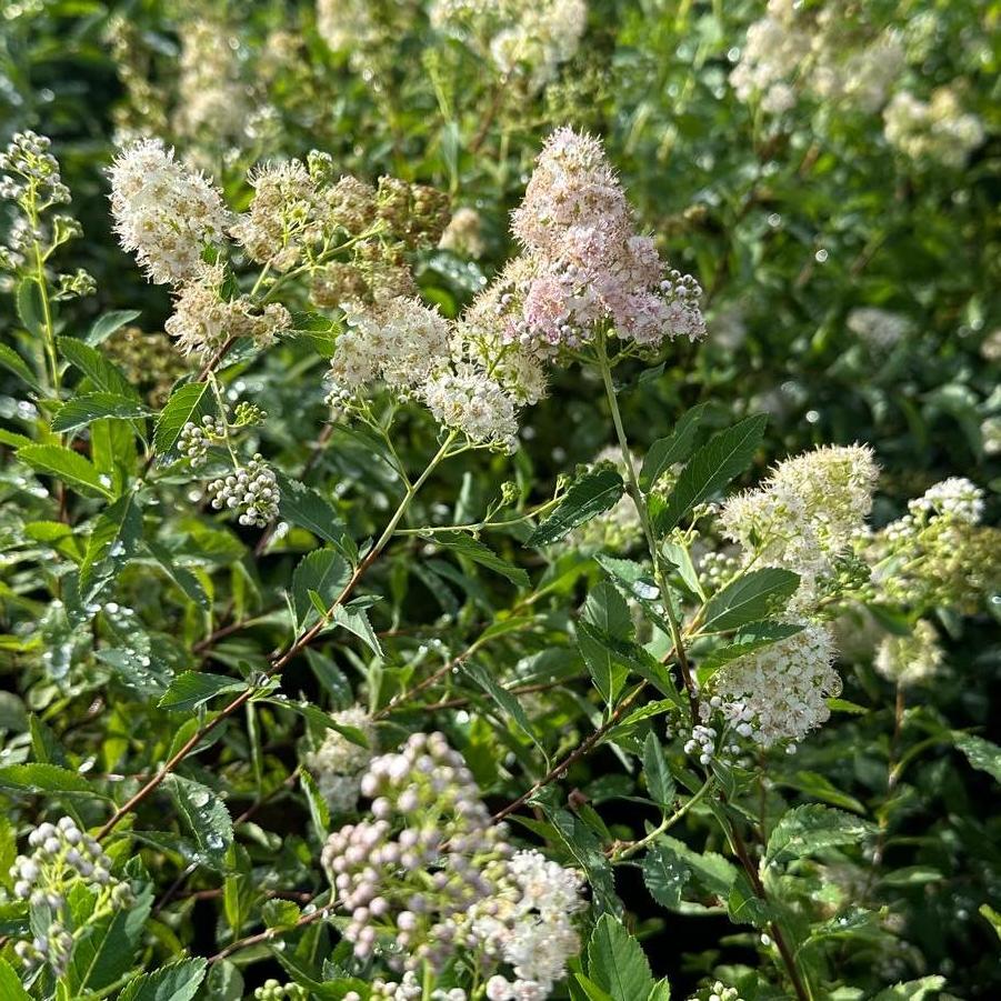 Spiraea latifolia 