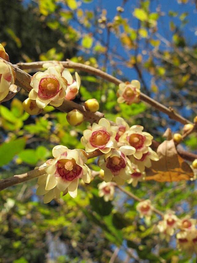 Chimonanthus praecox - Wintersweet 