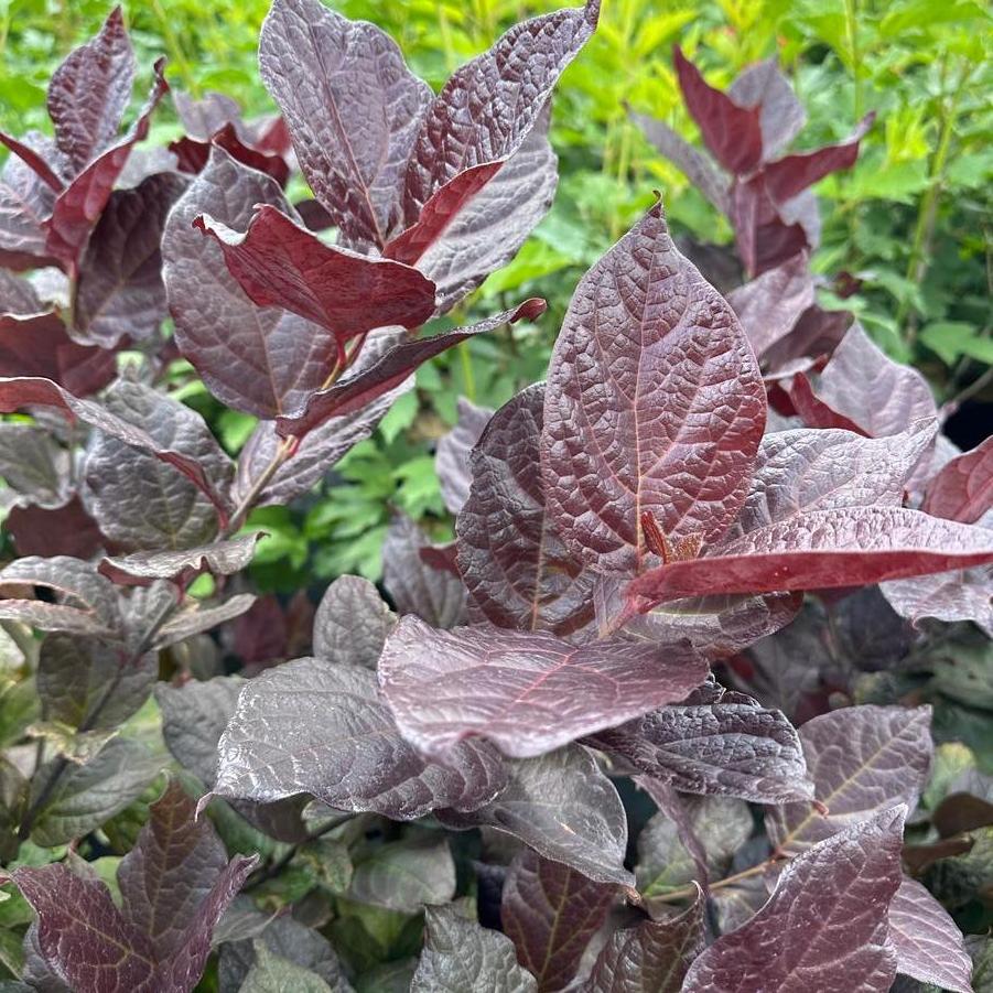 Calycanthus floridus Red Zeppelin®