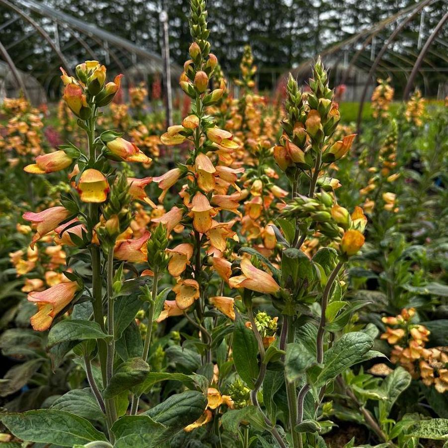 x Digiplexis Illumination® Apricot