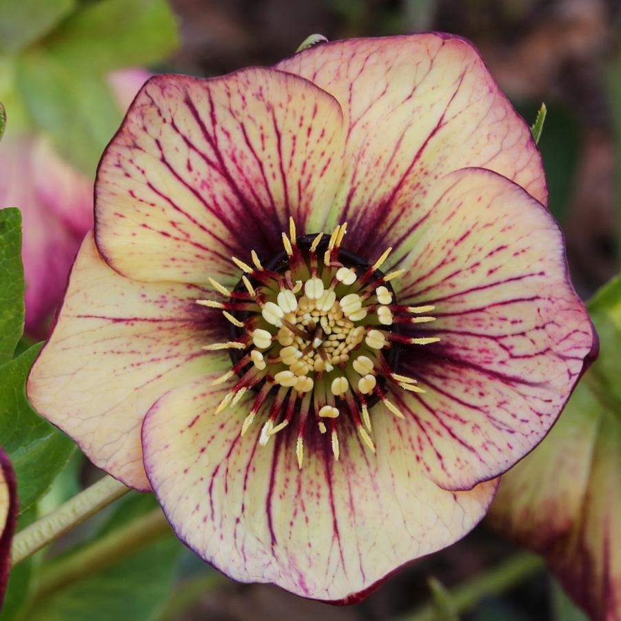 Helleborus x hybridus HGC® Spring Promise® 'Anja Oudolf' - Hybrid Hellebore Photo Courtesy of Heuger