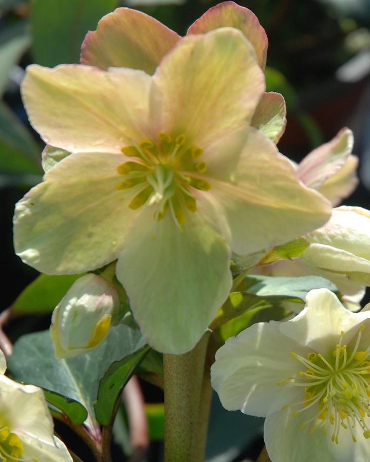 Helleborus x ericsmithii 'HGC� Joker' - Photo Courtesy of Heuger