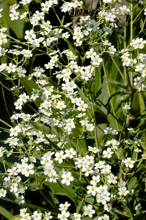 Euphorbia corollata - Flowering Spurge 