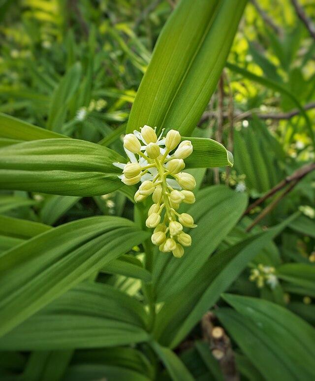 Maianthemum racemosum - False Soloman's Seal from 