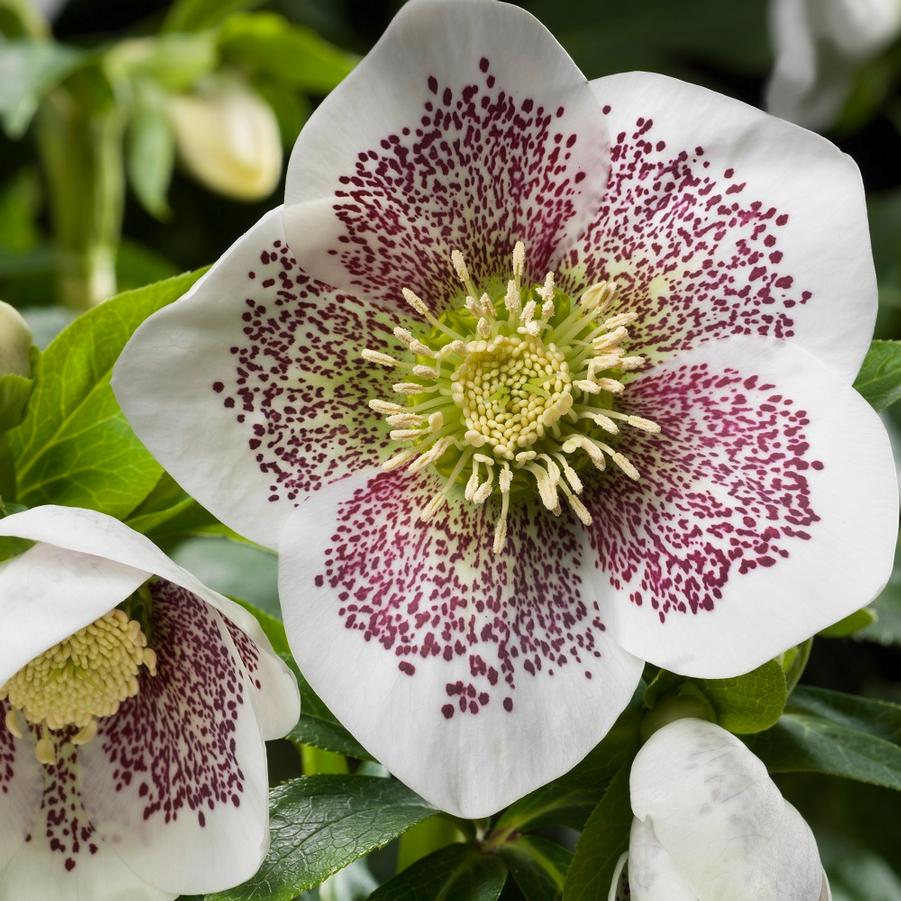 Helleborus x hybridus HGC® Spring Promise® 'Conny' - Hybrid Hellebore Photo Courtesy of Heuger