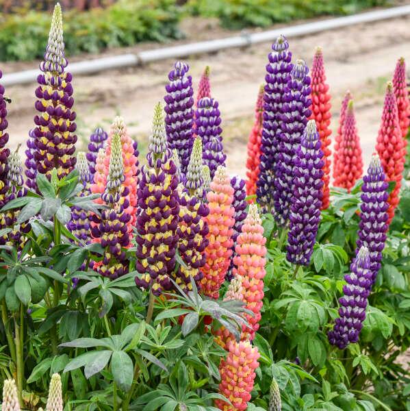 Lupinus x 'Candyland™ Mix' - Photo Courtesy of WaltersGardens