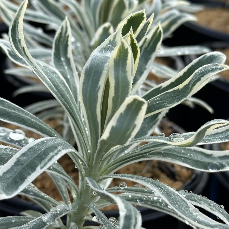 Euphorbia characias ssp. wulfenii SAHARA™ Tasmanian