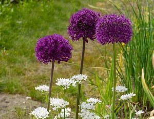 Allium aflatunense 'Purple Sensation' - Ornamental Onion from DeVroomen