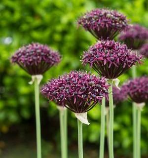 Allium atropurpureum - Ornamental Onion Photo Credit: DeVroomen