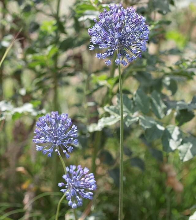 Allium caeruleum - Ornamental Onion Photo Credit: chernoburko