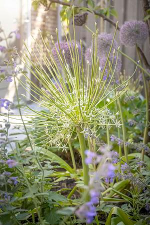 Allium schubertii 'Arctic Snow' - Photo courtesy of De Vroomen Garden Products