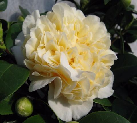 Camellia x 'Jury's Yellow' 