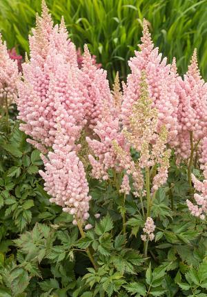 Astilbe chinensis 'Visions Inferno' - Photo Credit: DeVroomen