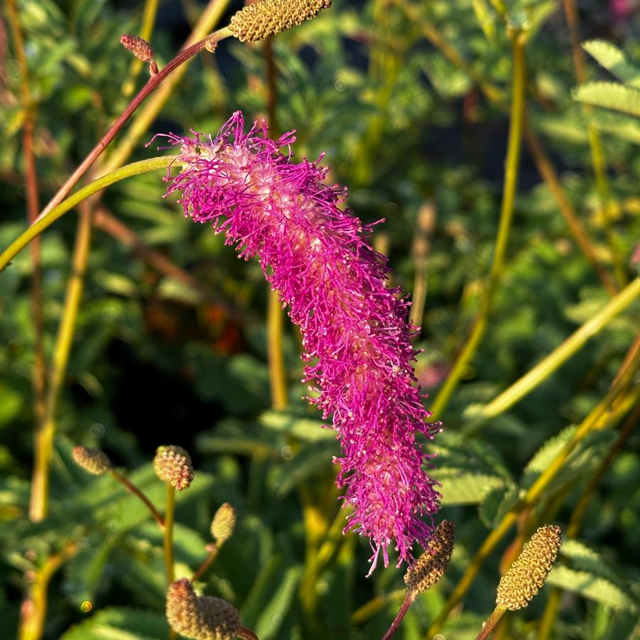Sanguisorba hakusanensis 'Lilac Squirrel' - Burnet from Pleasant Run Nursery