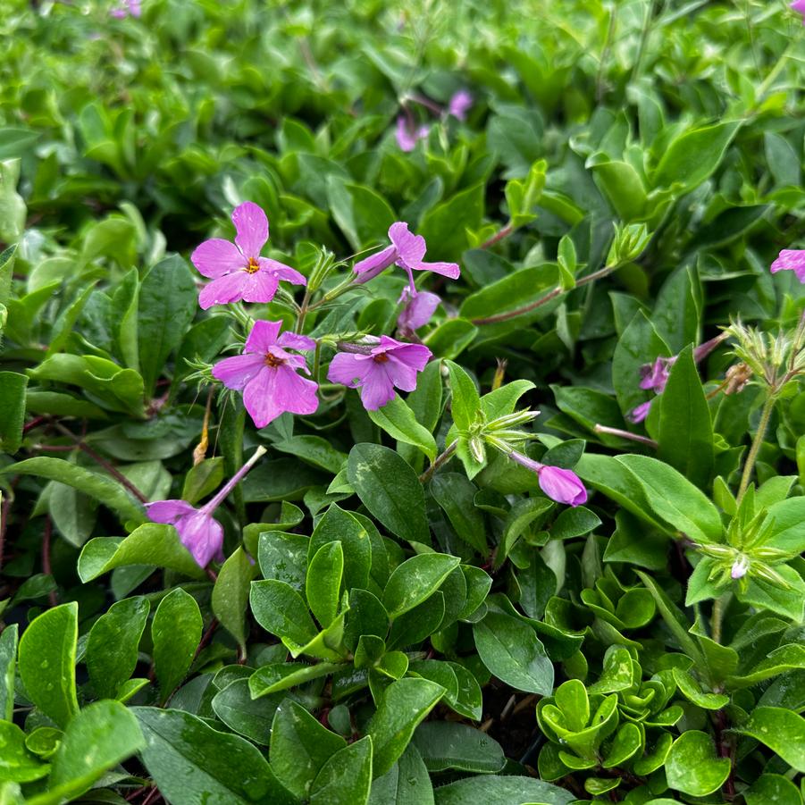 Phlox stolonifera 