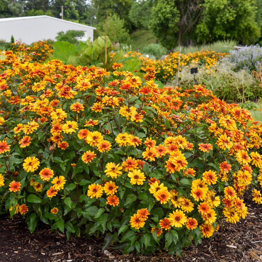 Heliopsis helianthoides 'Forged in Fire' - Photo Courtesy of Proven Winners