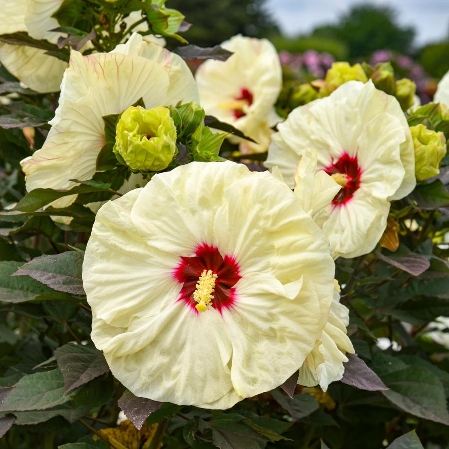 Hibiscus x 'Summerific® 'Coconut Cream'' - Courtesy of Proven Winners - www.provenwinners.com