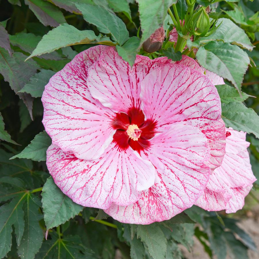 Hibiscus x 'Summerific® 'Glitter Bomb'' - Courtesy of Proven Winners - www.provenwinners.com