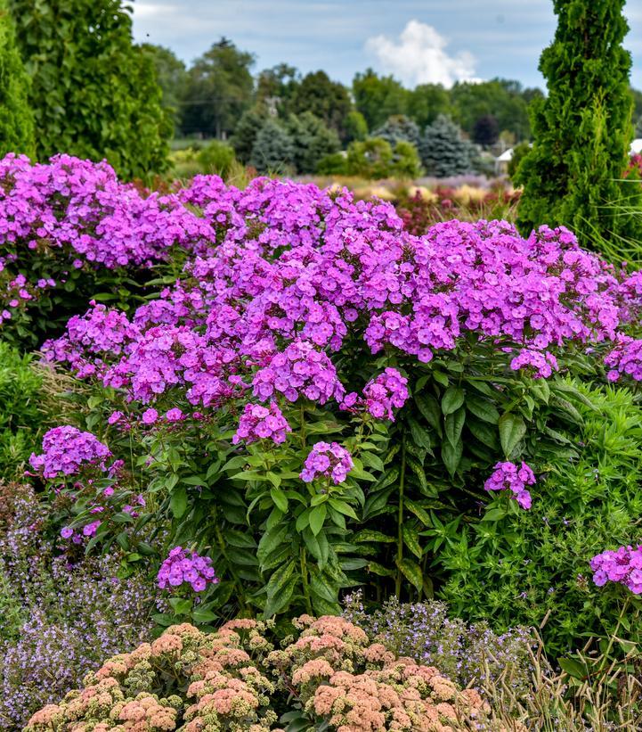 Phlox paniculata 'LUMINARY® 'Evening Glow'' - Garden Phlox from WaltersGardens