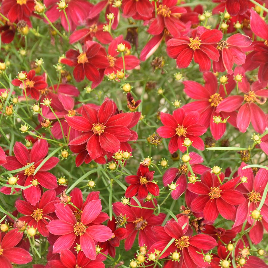 Coreopsis verticillata 'DESIGNER THREADS® 'Scarlet Ribbons'' - Photo Courtesy of Proven Winners