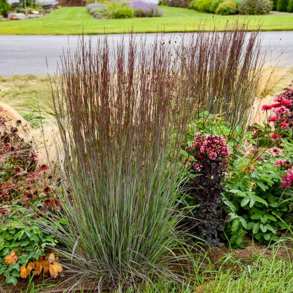 Schizachyrium scoparium 'Cinnamon Sticks' - Photo Courtesy of WaltersGardens