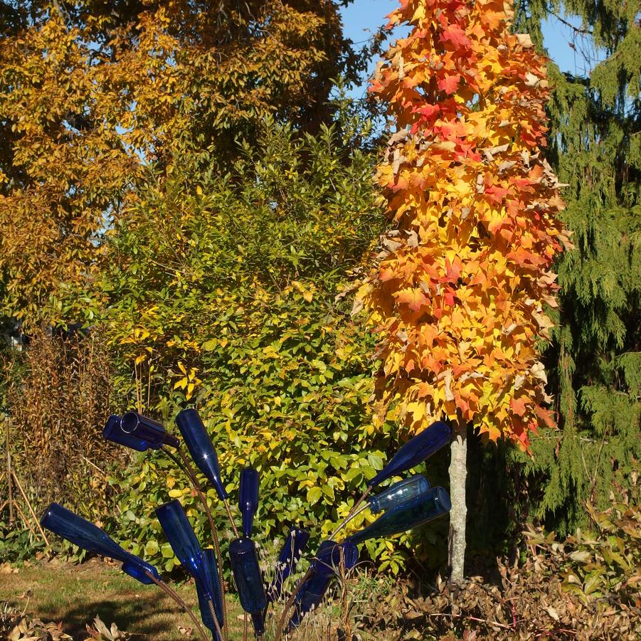 Acer saccharum Monumentale