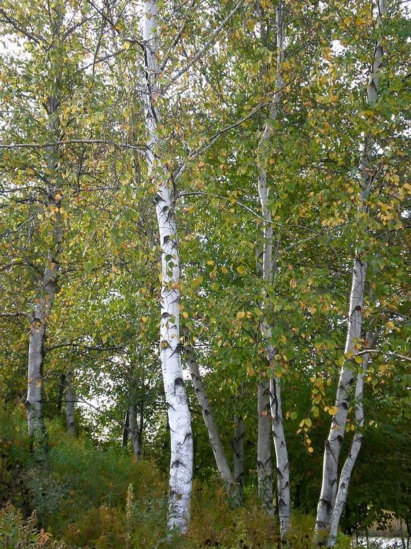 Betula populifolia 'Whitespire' 