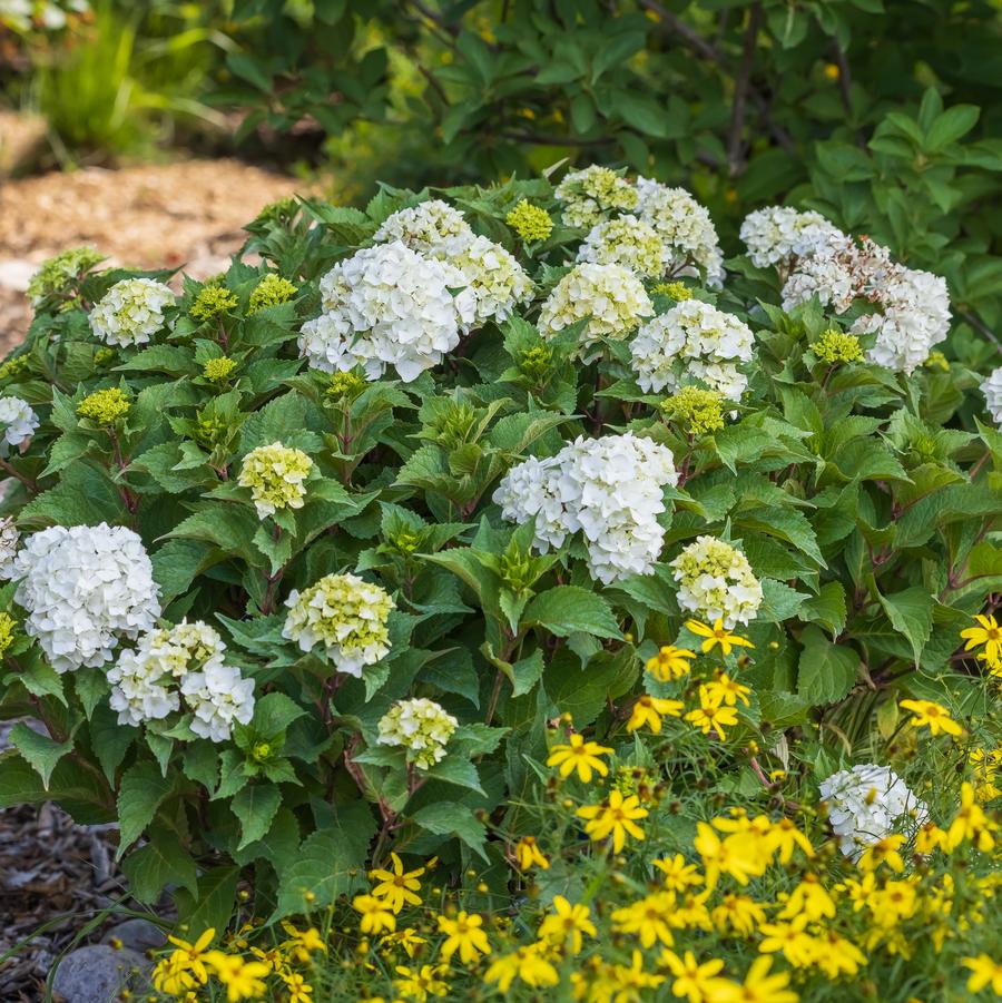 Hydrangea macrophylla Endless Summer® 'Dreamcloud®' - Photo Credit: Bailey Nurseries