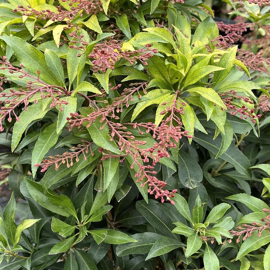Pieris japonica 'Glowing Hearts™' - Andromeda Photo Courtesy of Saunders Brothers Inc.