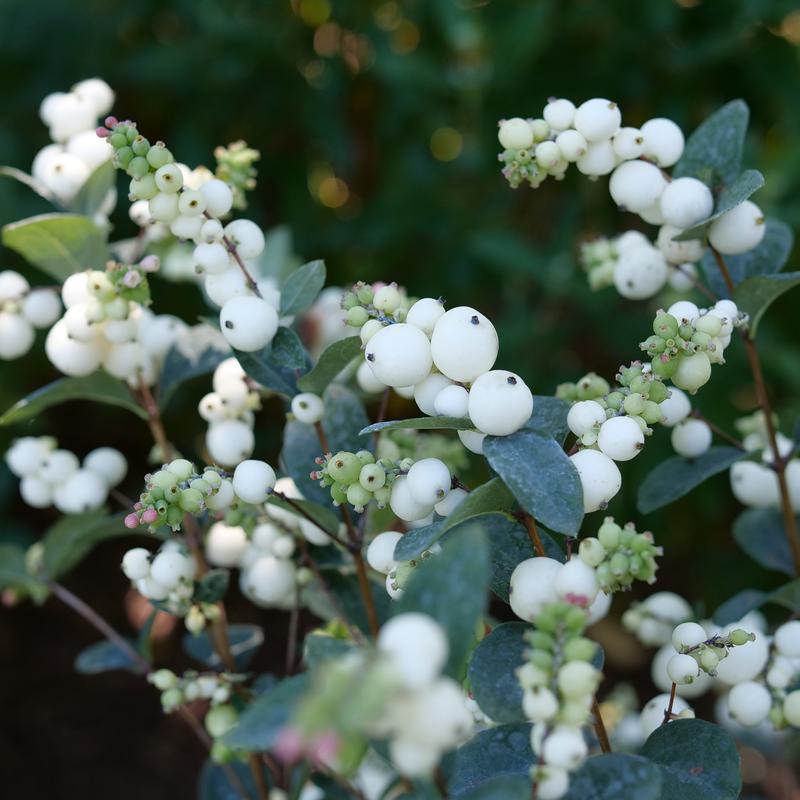 Symphoricarpos x 'Proud Berry® Pearl' -Courtesy of Proven Winners - www.provenwinners.com