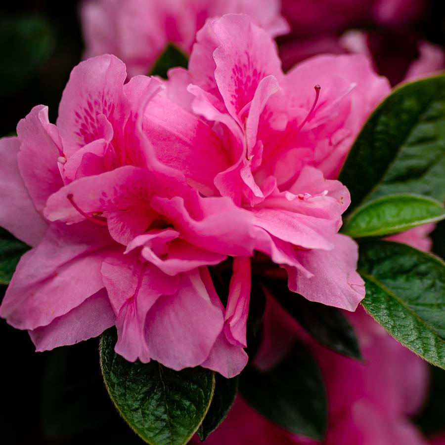 Rhododendron 'Encore Autumn Carnation' - EncoreAzalea.com
