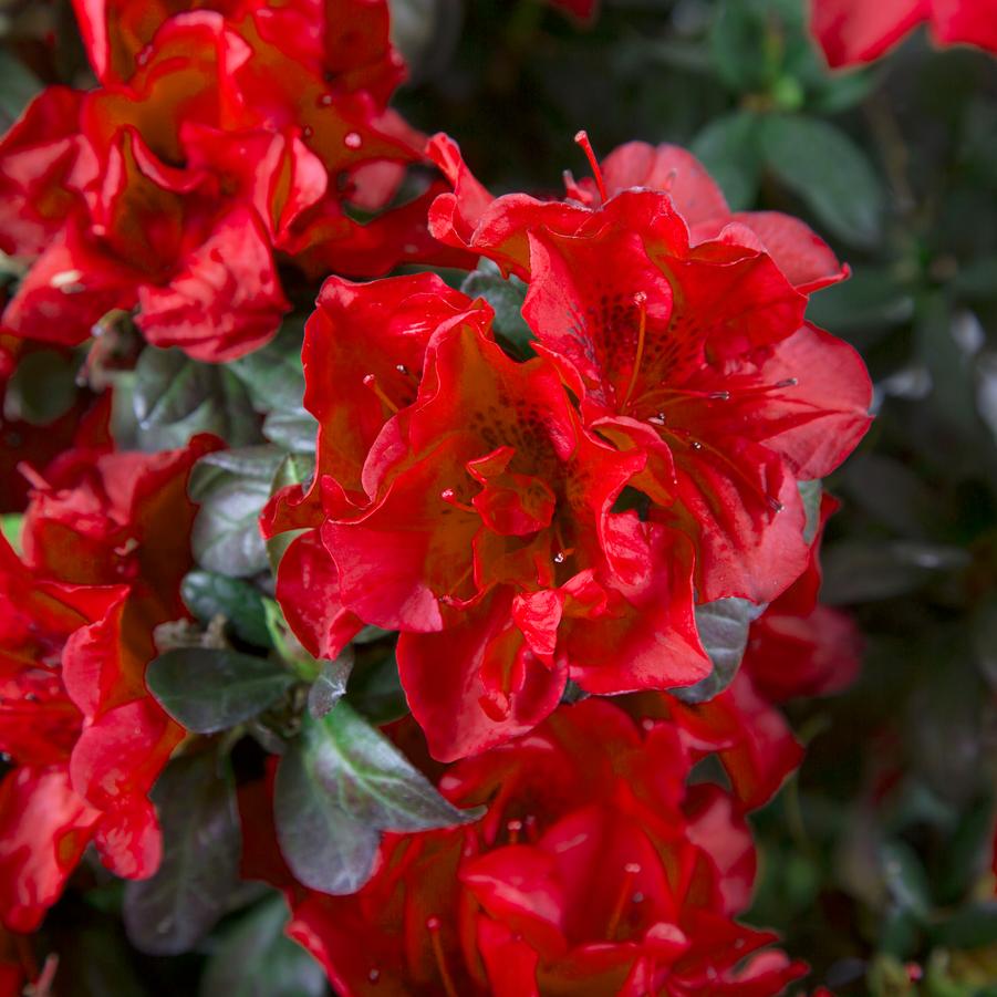 Rhododendron 'Encore Autumn Fire' - EncoreAzalea.com