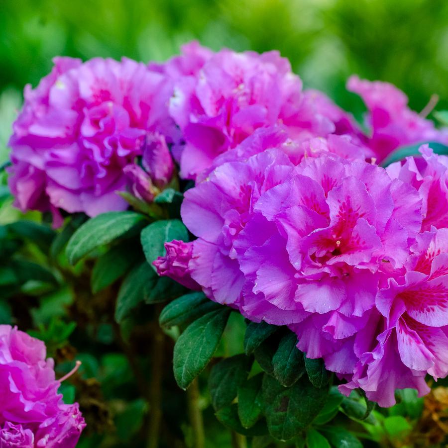 Rhododendron 'Encore Autumn Majesty' - EncoreAzalea.com