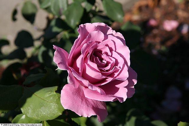 Rosa 'Angel Face' - Photo Credit: David J. Stang