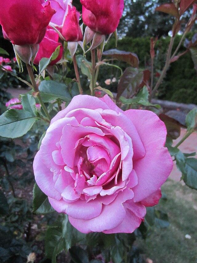 Rosa 'Barbra Streisand' - Photo Credit: Another Believer CCA4.0